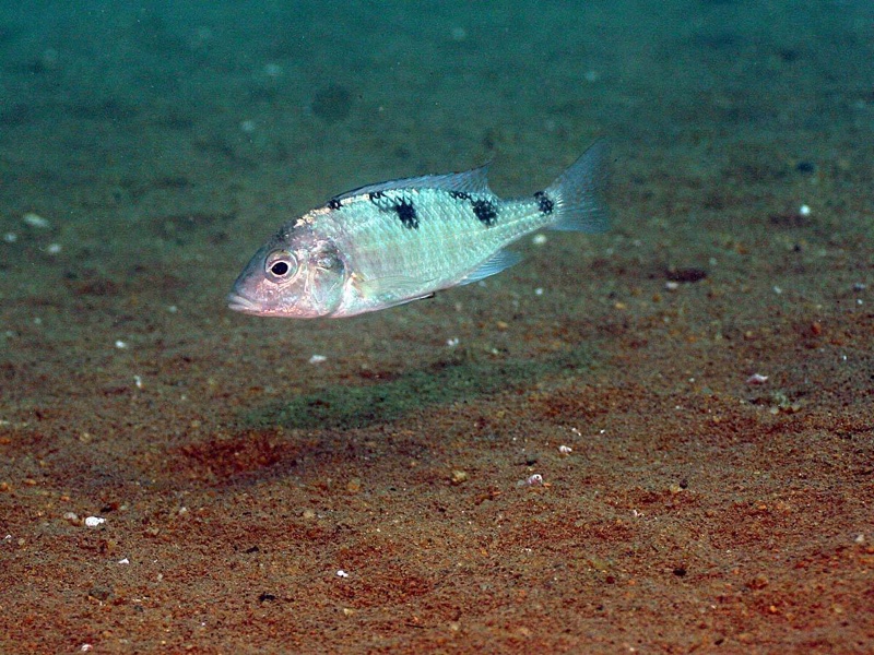 Trematocranus placodon 'Malope'